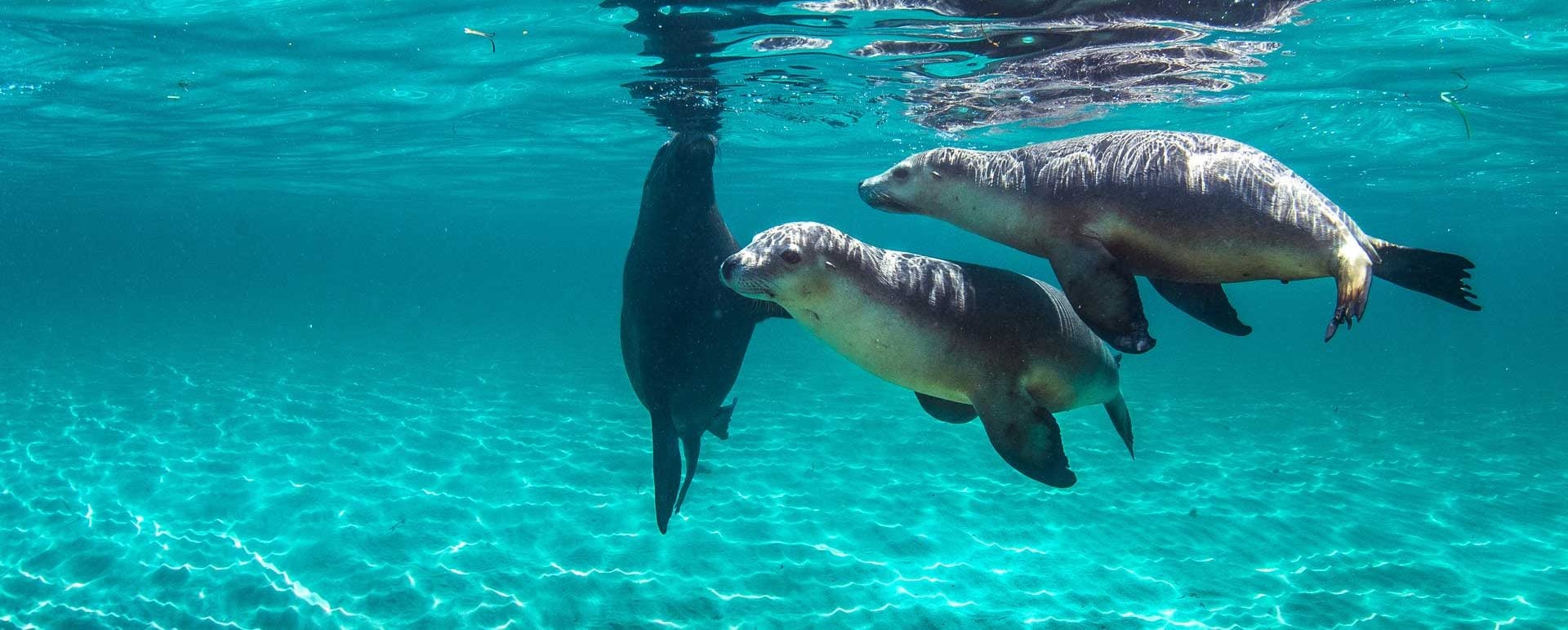 carnac island sealions header